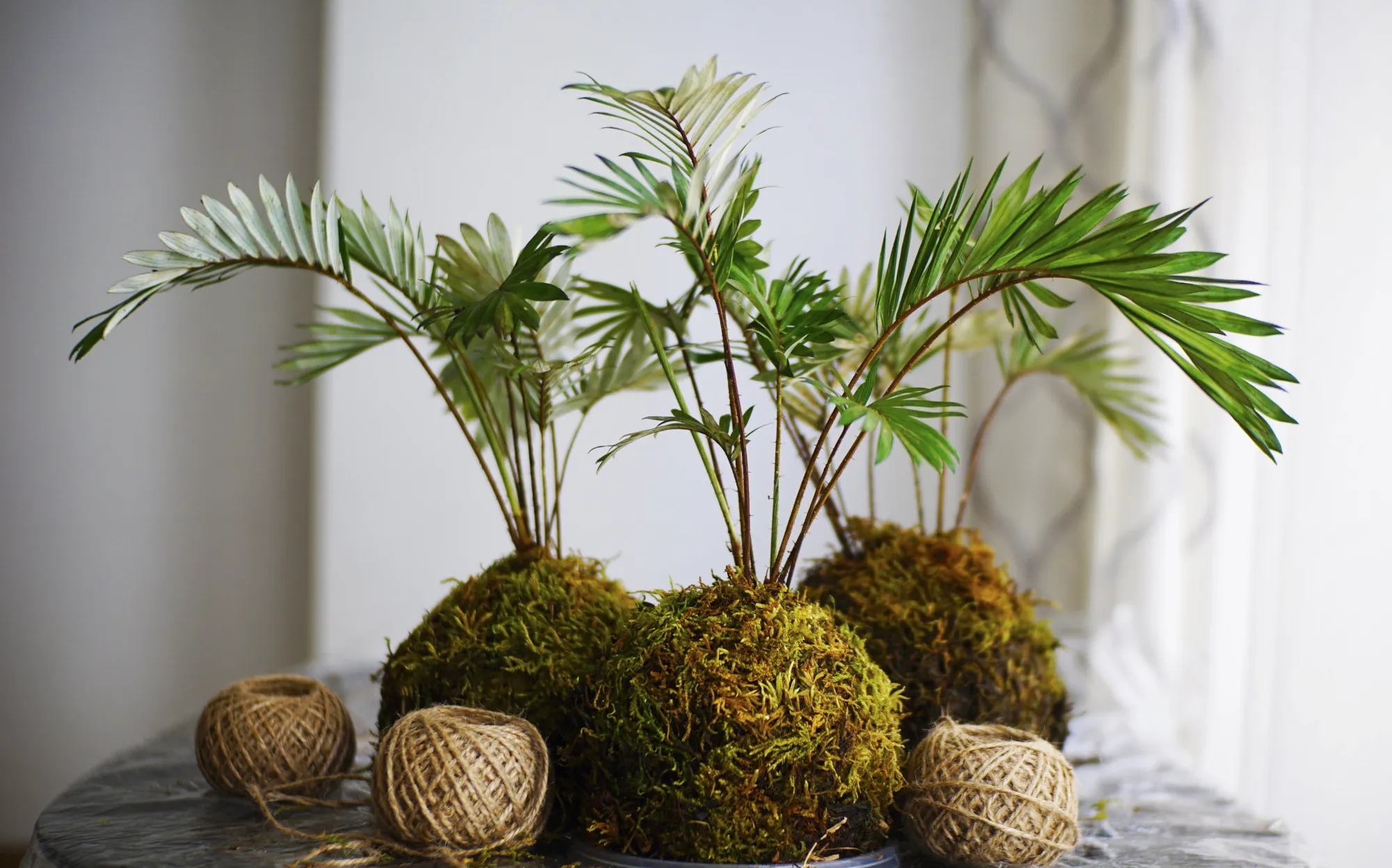 Image de l'activité