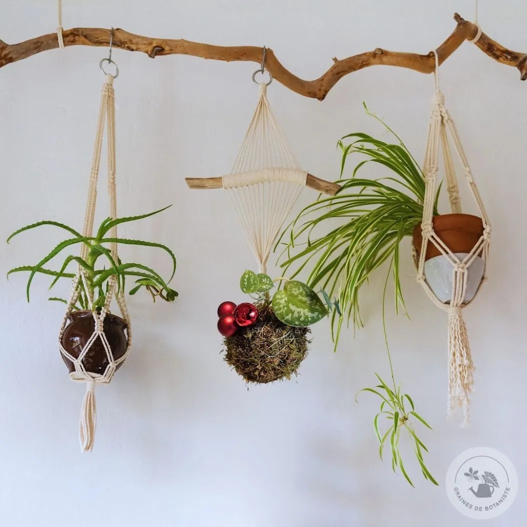 Image de l'activité