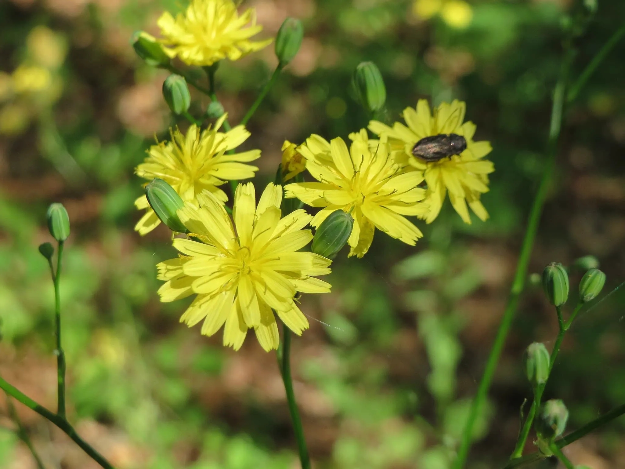 Image de l'activité